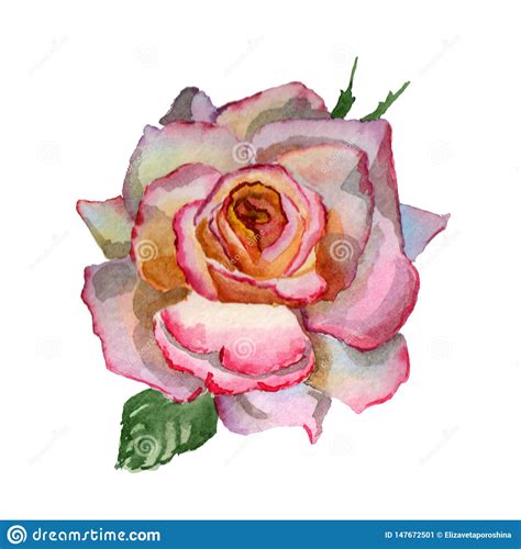 Floresce A Ilustra O Da Aquarela Um Rosa Cor De Rosa Macio Em Um Fundo