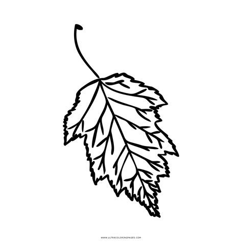 Birch Tree Leaf Template Sketch Coloring Page