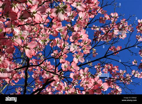 What Is The Story Behind The Dogwood Tree