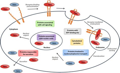 Unveiling The Wonders The Role Of Fgf In Stem Cell Research Xl Biotec