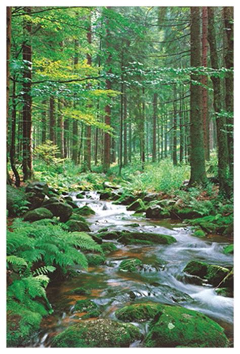 Forest Creek Giclee Print On Arch Paper At Eurographics