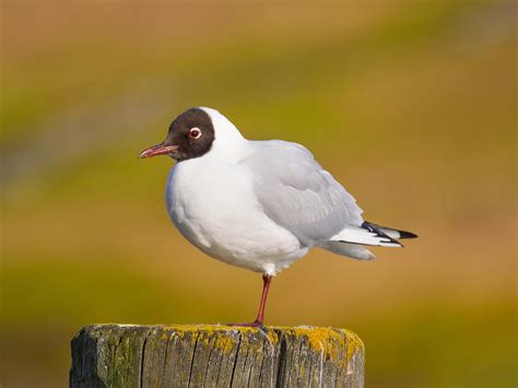 birds stand   leg  explained bird fact