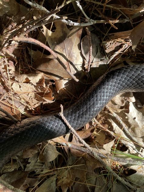 Eastern Gray Ratsnake Complex In August By Davidreik I Can See