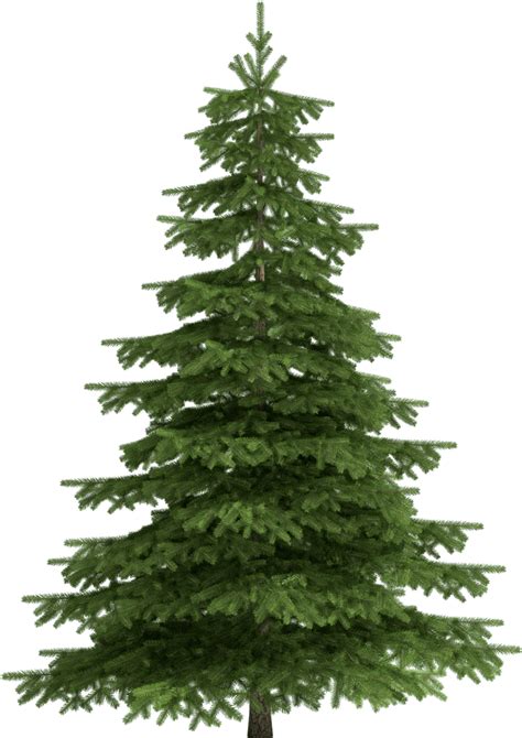 Christmas Trees Spruce Trees Clip Art 859x1202 Png Download