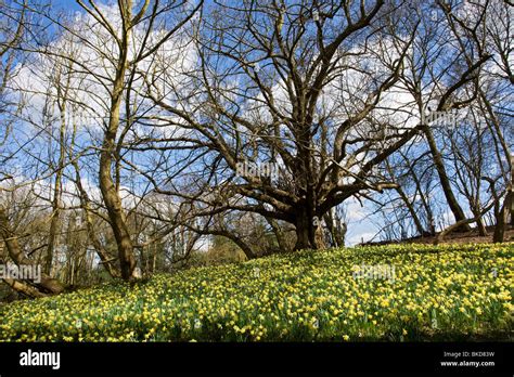 Spring Woodland Stock Photo - Alamy