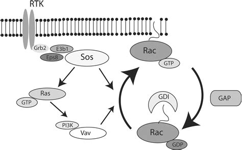 Rac regulates cardiovascular superoxide through diverse molecular ... 
