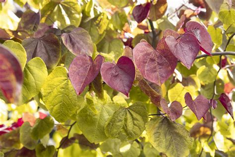 Flame Thrower® Redbud Cercis Canadensis Nc2016 2 Pp 31260