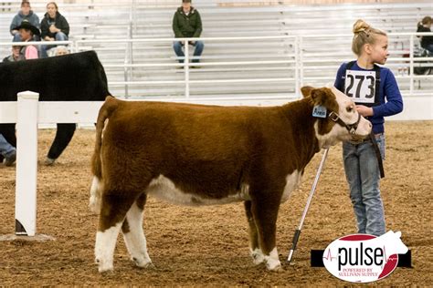 Miniature Herefords – Sullivan Supply, Inc.