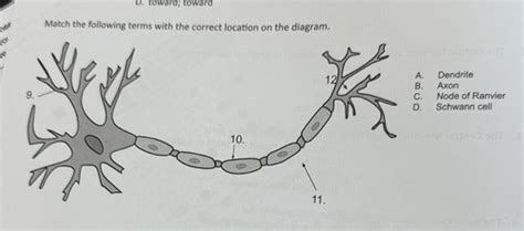 Chapter 7 Nervous System Flashcards Quizlet