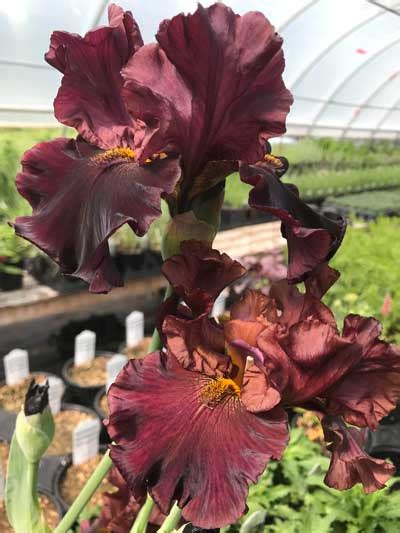 Iris Germanica Raptor Red