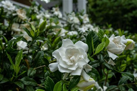 How To Grow Gardenia British Green Thumb