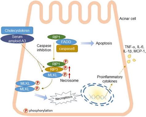 血清淀粉样蛋白 A3 是通过诱导 RIP3 依赖的坏死性凋亡引起的雨蛙肽诱导的急性胰腺炎所必需的 Immunology and Cell