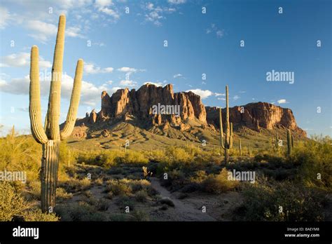 Cactus and Superstition Mountains - Lost Dutchman State Park - Apache ...