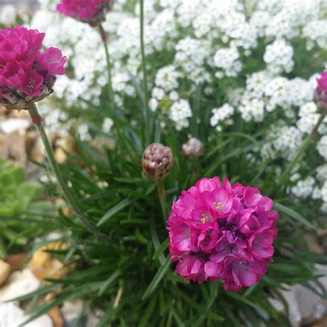 Armeria Maritima Armada Rose Thrift Armada Rose Uploaded By