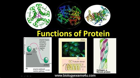 Functions Of Proteins In Living Organisms With Examplesprotein