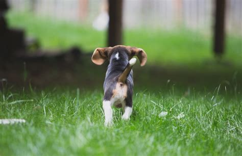 Beagle Puppies Are 8 Weeks Old Woodinville Seattle Wa Akc Kazuri