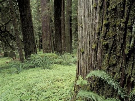 Old Growth Forest Quinault River Valley Olympic National Park Washington Usa Photographic