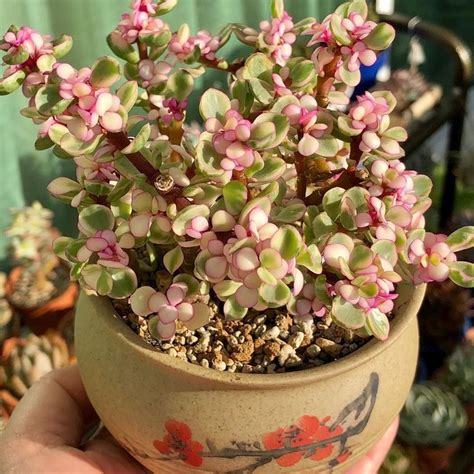 Elephant Bush Portulacaria Afra For Sale Easy To Care For Succulent