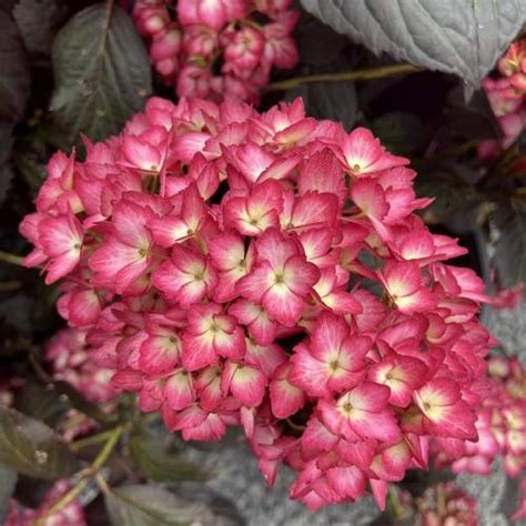 Hydrangea Hydrangea Macrophylla First Editions Eclipse In The