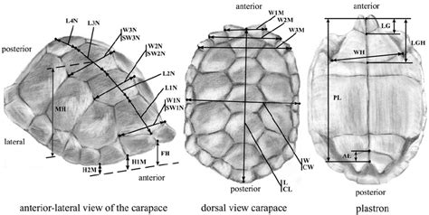 Measurements Obtained On The Shell Carapace Left And Center And