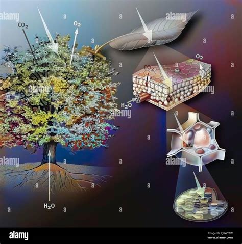 Photosynthesis Diagram Hi Res Stock Photography And Images Alamy