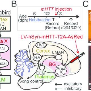 Expression Of MHTT In The Songbird BG A Simplified Schematic Showing