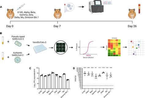 Antigenic Cartography Of SARS CoV 2 Reveals That Omicron BA 1 And BA 2