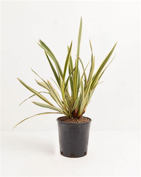 Duet New Zealand Flax Phormium Lively Root