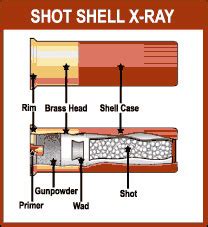 Shotgun Shell Diagram