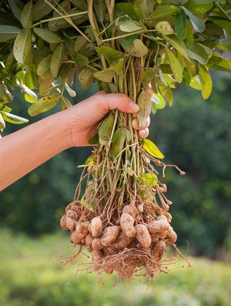 Erdnüsse einfach selber anbauen Peanut Seeds Garden types