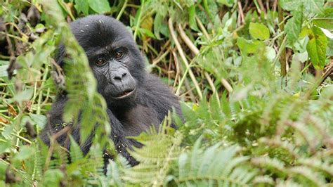 Mgahinga National Park Gorilla Trekking Safaris In Uganda