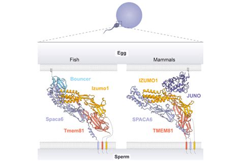 Beginning Of Life Molecular Lock And Key Of Fertilisation Found