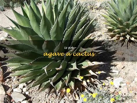 Exploring The Difference Between Agave And Cactus Plants Shuncy