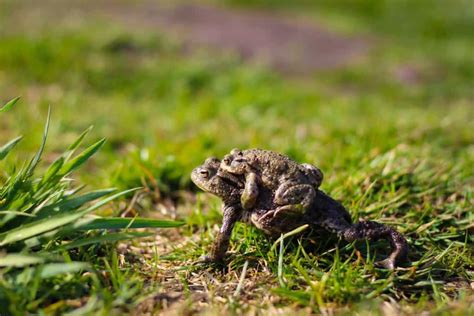 Migracja płazów AvesNature