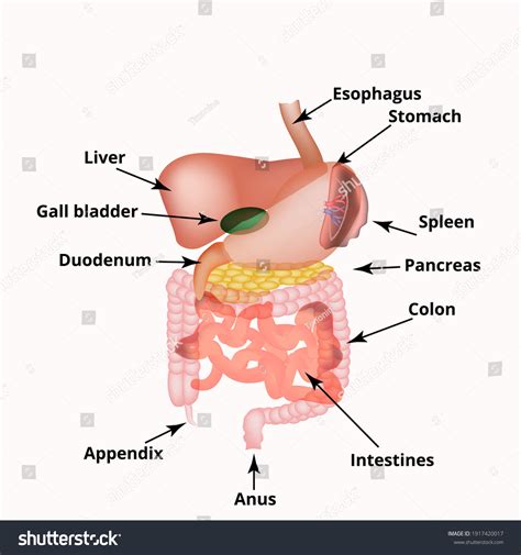 Human Body Organs Diagram Appendix