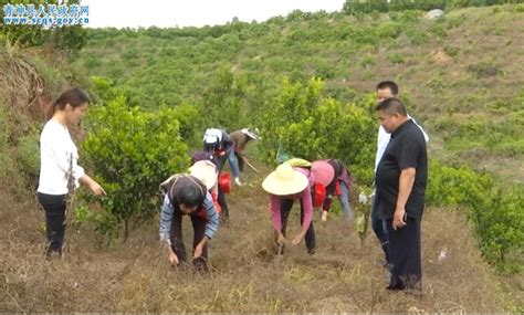 林下种豆 助推青神农业提质增效 Isenlincn