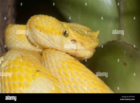 Eyelash Palm Pit Viper Stock Photo Alamy