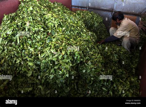 The Tea Factory, a working tea museum, located above Ooty, short for ...