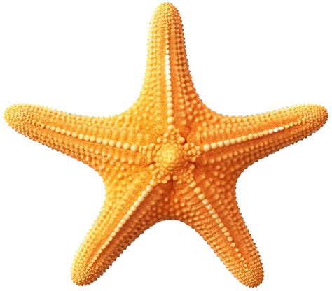 Estrelas Do Mar Png Com Ai Gerado 24722408 Png