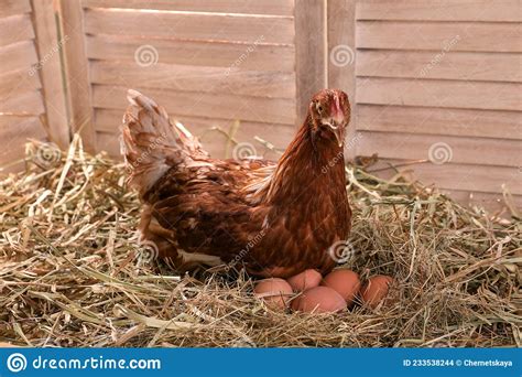 Galinha Bonita Ovos No Feno Em Henhouse Foto De Stock Imagem De