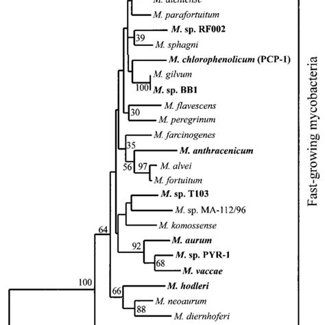 Phylogenetic Tree Based On 16s Rrna Gene Sequence Analysis