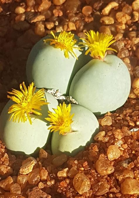 Plantfiles Pictures Conophytum Species Conophytum Calculus By Kell