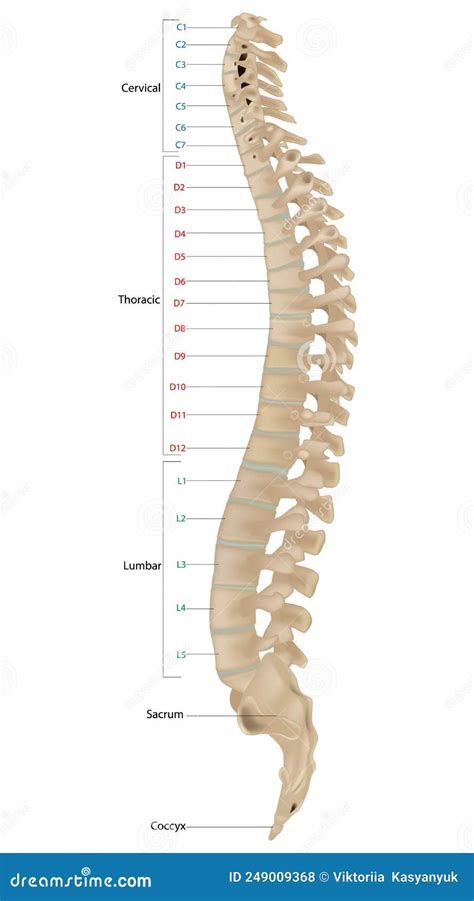 Cervical Fracture Human Spine Vertebrae Damage Outline 53 Off