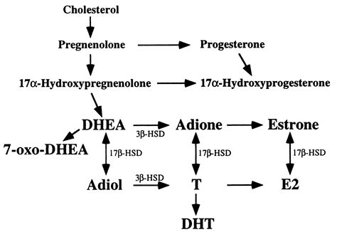 Dhea Pathway