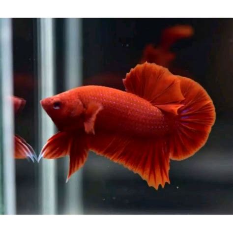 Produk Nyo O Cai Betta Fish Shopee Indonesia