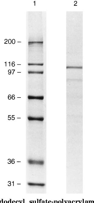 Figure From O Linked Glcnac Transferase Is A Conserved