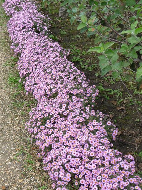 Plantes De Bordures Vivaces