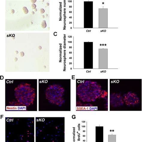 The Mir Cluster Promotes Proliferation Of Cortical Neural Stem