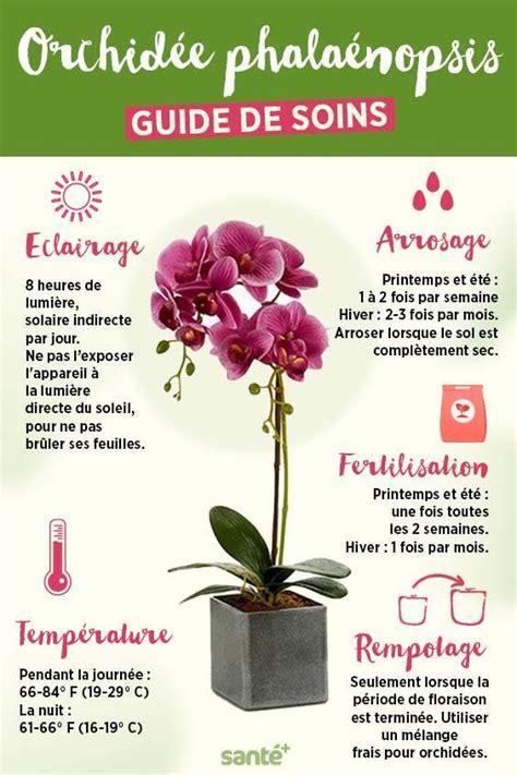 Comment entretenir une orchidée et la faire refleurir le guide étape