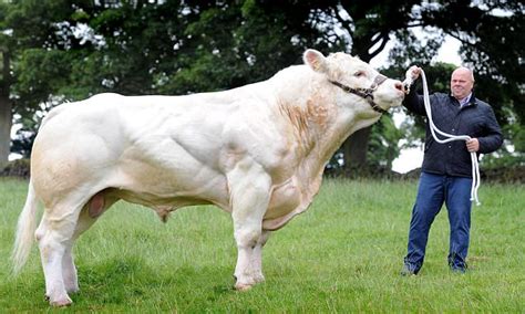 Britains Biggest Bovine Weighs In At Two Tonnes And Stands 7ft Tall